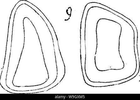 Archiv Bild ab Seite 399 von einem Wörterbuch der Fossilien Stockfoto