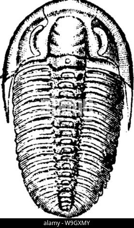 Archiv Bild ab Seite 399 von einem Wörterbuch der Fossilien