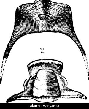 Archiv Bild ab Seite 400 von einem Wörterbuch der Fossilien Stockfoto