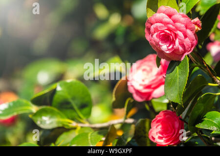 Schönen leuchtenden rosa Kamelie Blumen. Japanische kamelie Camellia japonica, als gemeinsame oder in Japanisch tsubaki bekannt, ist einer der bekanntesten speci Stockfoto