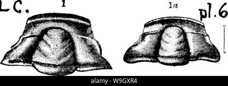 Archiv Bild von Seite 401 Wörterbuch der Fossilien Stockfoto