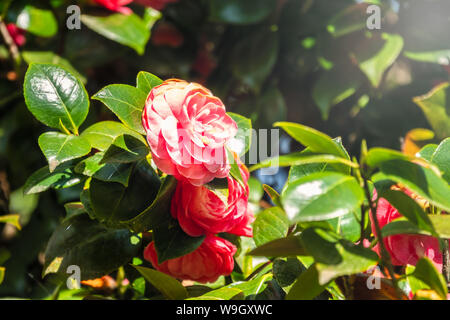 Schönen leuchtenden rosa Kamelie Blumen. Japanische kamelie Camellia japonica, als gemeinsame oder in Japanisch tsubaki bekannt, ist einer der bekanntesten speci Stockfoto