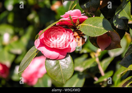 Schönen leuchtenden rosa Kamelie Blumen. Japanische kamelie Camellia japonica, als gemeinsame oder in Japanisch tsubaki bekannt, ist einer der bekanntesten speci Stockfoto