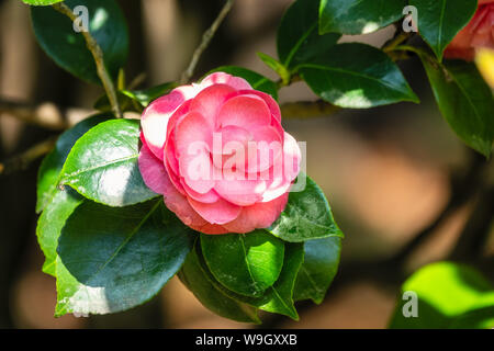 Schönen leuchtenden rosa Kamelie Blumen. Japanische kamelie Camellia japonica, als gemeinsame oder in Japanisch tsubaki bekannt, ist einer der bekanntesten speci Stockfoto