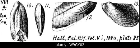 Archiv Bild ab Seite 406 von einem Wörterbuch der Fossilien Stockfoto