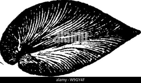 Archiv Bild ab Seite 409 von einem Wörterbuch der Fossilien Stockfoto