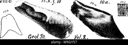 Archiv Bild ab Seite 409 von einem Wörterbuch der Fossilien Stockfoto