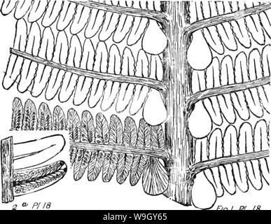 Archiv Bild ab Seite 412 von einem Wörterbuch der Fossilien Stockfoto