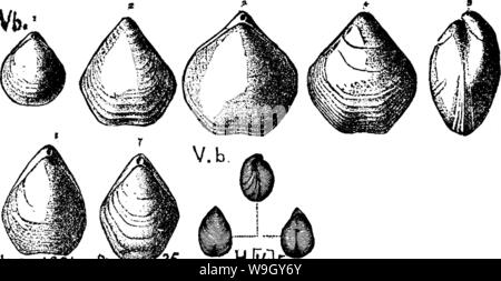 Archiv Bild ab Seite 411 von einem Wörterbuch der Fossilien Stockfoto