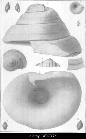 Archiv Bild ab Seite 413 von gasteropoda und Cephalopoda der Stockfoto
