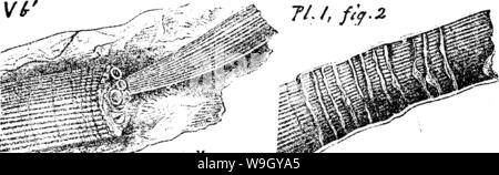 Archiv Bild ab Seite 415 von einem Wörterbuch der Fossilien Stockfoto