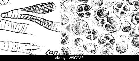 Archiv Bild ab Seite 415 von einem Wörterbuch der Fossilien Stockfoto