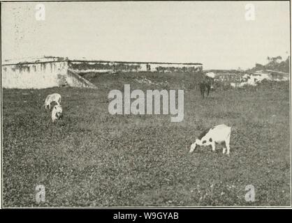 Archiv Bild von Seite 416 des Kuba (1907-1931). Der Kuba review cubareview 15 muns Jahr: 1907-1931 (die CUB A R E". V I EjW 17 Ziegen. Baracoa. und weniger Risiko, als in jedem Abschnitt der Vereinigten Staaten. Wissenschaft, heute hat es evtl - ible die Gefahr von ansteckenden Krankheiten zu Schweinefleisch zu beseitigen, daher ist es, die Ansammlung von kleinen Vorrat, insbesondere Schweine, unter der Aufsicht der intelligente Verwaltung, erweisen wird zu einem der am meisten lohnenden Branchen dieser Republik. Palmiche-fed Schweinefleisch gilt als Delikatesse größer als in der Türkei oder Huhn. Die nativen oder inländische h Stockfoto