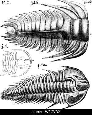 Archiv Bild ab Seite 416 von einem Wörterbuch der Fossilien Stockfoto