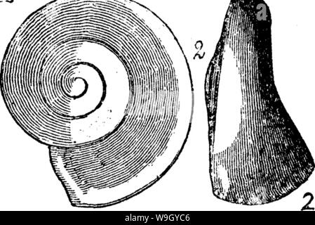 Archiv Bild ab Seite 418 von einem Wörterbuch der Fossilien Stockfoto