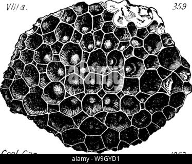 Archiv Bild ab Seite 418 von einem Wörterbuch der Fossilien Stockfoto