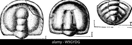 Archiv Bild ab Seite 419 von einem Wörterbuch der Fossilien Stockfoto