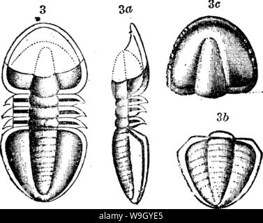 Archiv Bild ab Seite 420 von einem Wörterbuch der Fossilien Stockfoto