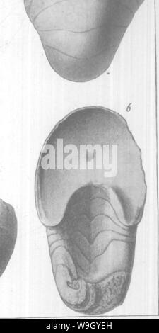 Archiv Bild von Seite 419 des Gasteropoda und Cephalopoda der Stockfoto