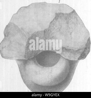 Archiv Bild von Seite 419 des Gasteropoda und Cephalopoda der Stockfoto