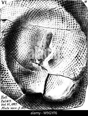 Archiv Bild ab Seite 421 von einem Wörterbuch der Fossilien Stockfoto