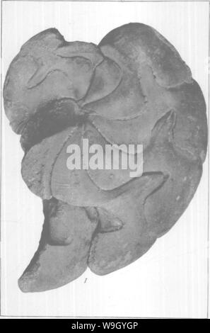 Archiv Bild ab Seite 422 von gasteropoda und Cephalopoda der