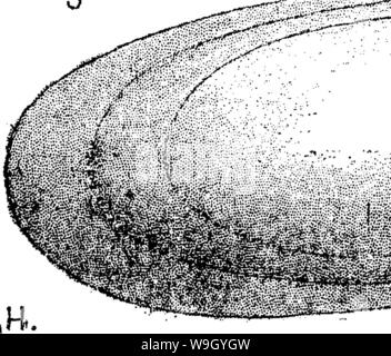 Archiv Bild ab Seite 421 von einem Wörterbuch der Fossilien Stockfoto