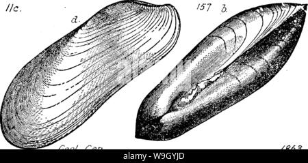 Archiv Bild ab Seite 423 von einem Wörterbuch der Fossilien Stockfoto