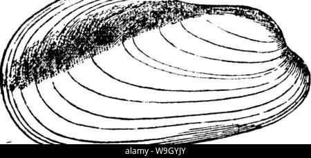 Archiv Bild ab Seite 423 von einem Wörterbuch der Fossilien Stockfoto