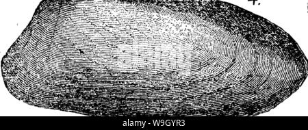 Archiv Bild ab Seite 427 von einem Wörterbuch der Fossilien Stockfoto