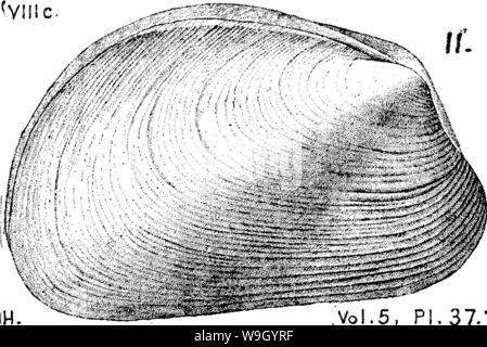 Archiv Bild ab Seite 427 von einem Wörterbuch der Fossilien Stockfoto