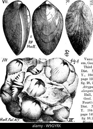 Archiv Bild ab Seite 427 von einem Wörterbuch der Fossilien Stockfoto