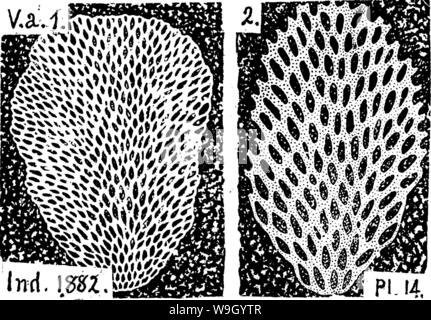 Archiv Bild ab Seite 429 von einem Wörterbuch der Fossilien Stockfoto