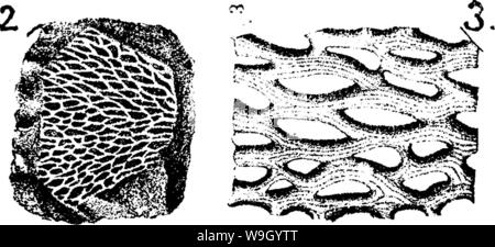 Archiv Bild ab Seite 430 ein Wörterbuch der Fossilien Stockfoto