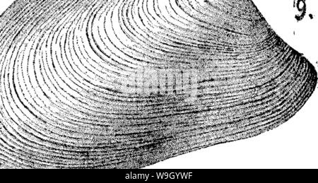 Archiv Bild ab Seite 429 von einem Wörterbuch der Fossilien Stockfoto