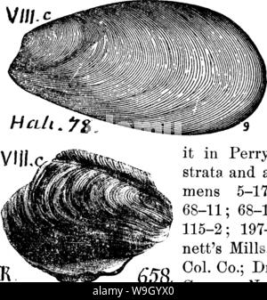 Archiv Bild ab Seite 429 von einem Wörterbuch der Fossilien Stockfoto