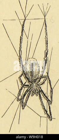 Archiv Bild von Seite 433 des amerikanischen Spinnen und Ihre Spinnerei