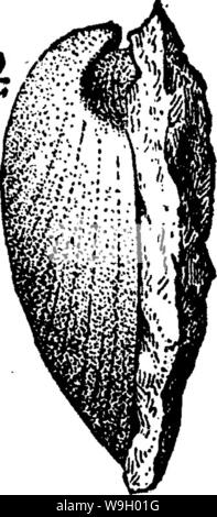 Archiv Bild ab Seite 433 von einem Wörterbuch der Fossilien