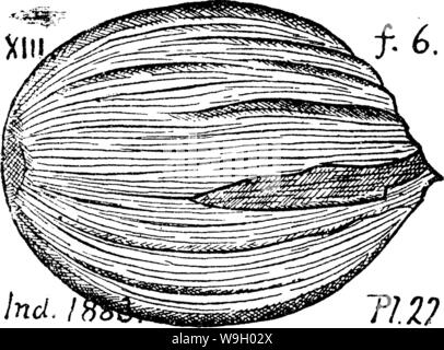 Archiv Bild ab Seite 435 von einem Wörterbuch der Fossilien Stockfoto