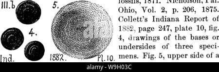 Archiv Bild ab Seite 435 von einem Wörterbuch der Fossilien Stockfoto