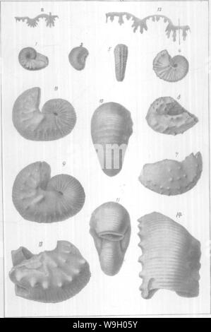 Archiv Bild ab Seite 437 von gasteropoda und Cephalopoda der Stockfoto