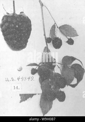 Archiv Bild ab Seite 440 Der Enzyklopädie von praktischen Gartenbau;