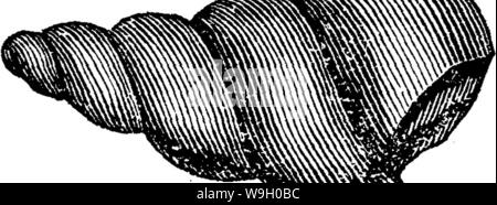 Archiv Bild ab Seite 441 ein Wörterbuch der Fossilien Stockfoto