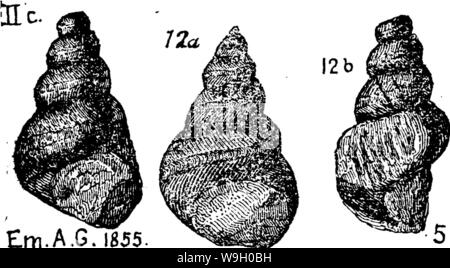 Archiv Bild ab Seite 441 ein Wörterbuch der Fossilien Stockfoto