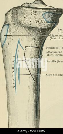 Archiv Bild ab Seite 441 von Cunningham's Lehrbuch der Anatomie (1914). Cunninghams Lehrbuch der Anatomie cunninghamstextb 00 cunn Jahr: 1914 (408 Der MUSCULAE SYSTEM. Semi-membranosus (Insertion) Ligamentum patellar (Insertion) Popliteus (Insertion) Befestigung der Schienbeinkopf col - Seitliche Bänder im Knie (Insertion) Semi-tendinosus (Insertion) Trochanter major, (4) der distalen Grenze des Trochanter major, (5) der seitlichen Rand der Gesäß tuberosity des Oberschenkels und der Sehne des glutseus Maximus, (6) die proximale Hälfte der Linea Aspera, und (7) die Fascia lata und La Stockfoto