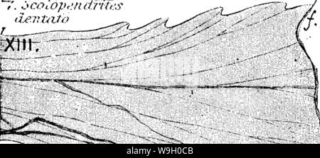 Archiv Bild ab Seite 441 ein Wörterbuch der Fossilien Stockfoto