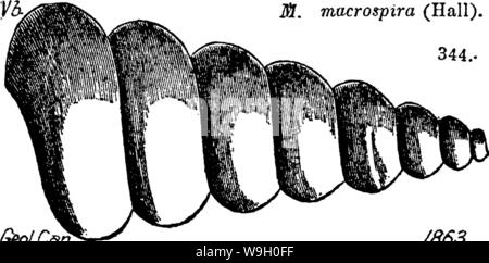 Archiv Bild ab Seite 444 ein Wörterbuch der Fossilien Stockfoto