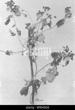 Archiv Bild ab Seite 444 Der Enzyklopädie von praktischen Gartenbau; Stockfoto