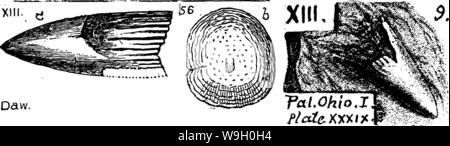 Archiv Bild ab Seite 444 ein Wörterbuch der Fossilien Stockfoto