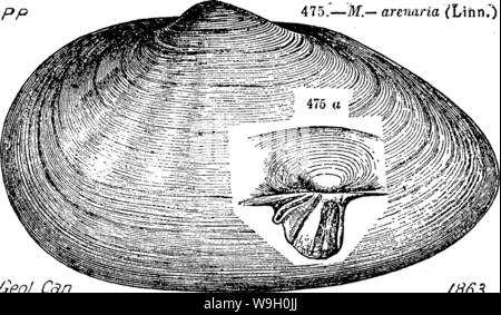 Archiv Bild ab Seite 446 von einem Wörterbuch der Fossilien Stockfoto